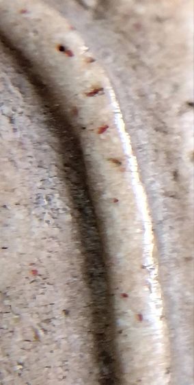 พระสมเด็จวัดระฆัง บางขุนพรหม เกศไชโย หลวงปู่ภู หลวงปู่นาค รูปที่ 4