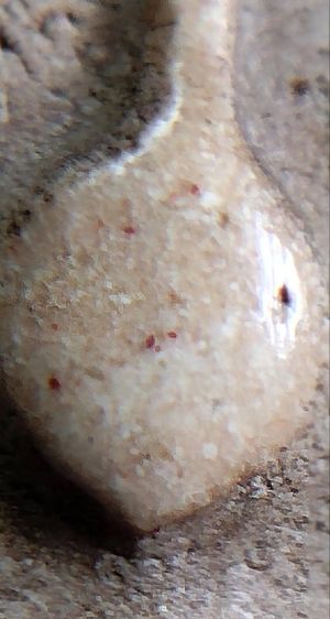 พระสมเด็จวัดระฆัง บางขุนพรหม เกศไชโย หลวงปู่ภู หลวงปู่นาค รูปที่ 2