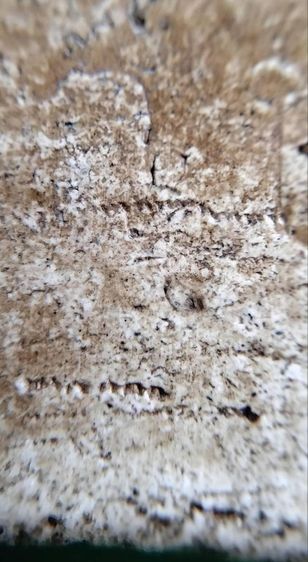 พระสมเด็จวัดระฆัง บางขุนพรหม เกศไชโย หลวงปู่ภู หลวงปู่นาค รูปที่ 11