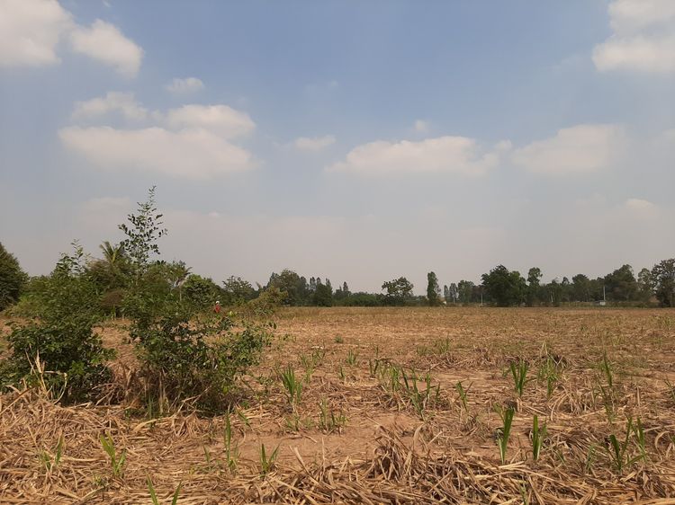 ต่อรองได้ค่ะ vายด่วน ที่ดิน  15ไร่ 35ตรว. อ.บ้านโป่ง จ.ราชบุรี รูปที่ 4