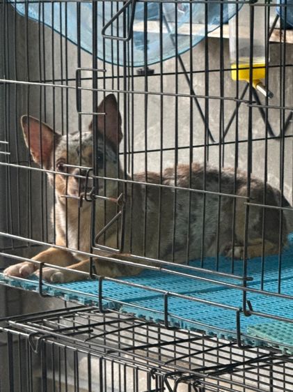 ชิวาวา (Chihuahua) เล็ก ชิวาวาเพศเมีย 2 ปี