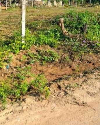 ที่ดินเปล่าอำเภอเมืองชัยภูมิ รูปที่ 4