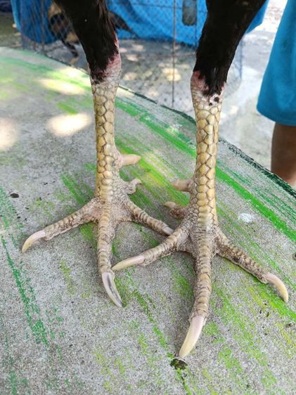 ไก่หนุ่มพร้อมชน รูปที่ 2