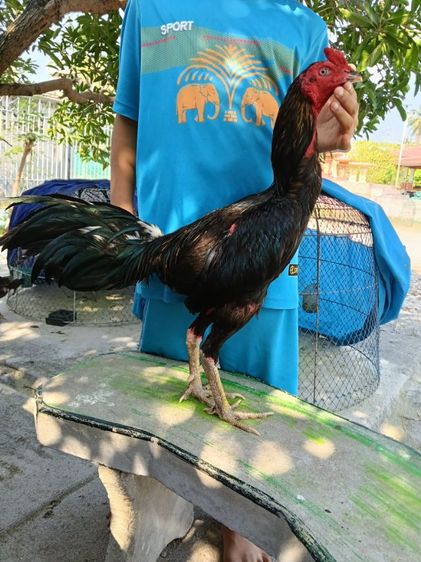 ไก่หนุ่มพร้อมชน รูปที่ 3