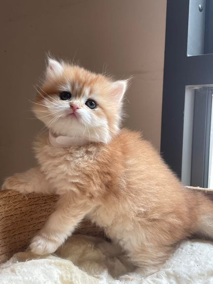 สาวน้อยบริติส ผมยาว แท้ (L3) รูปที่ 3