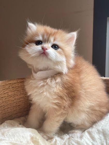 สาวน้อยบริติส ผมยาว แท้ (L3) รูปที่ 2