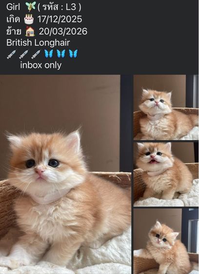 สาวน้อยบริติส ผมยาว แท้ (L3)