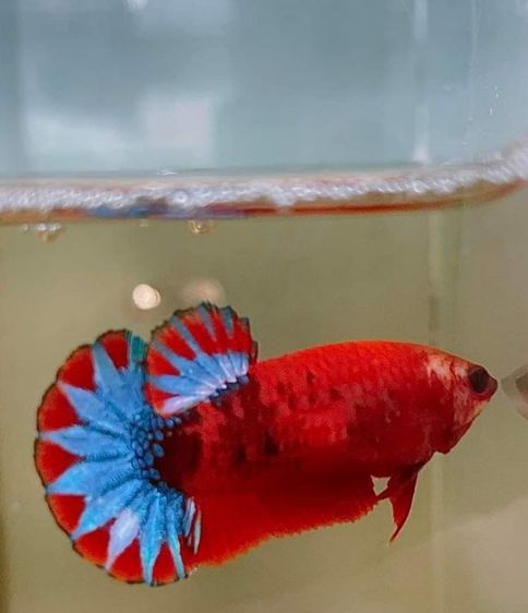 อื่นๆ ปลากัด