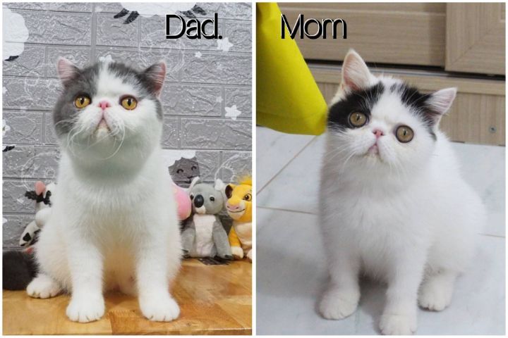 ดช.เอ็กโซติก ขนสั้น รูปที่ 8