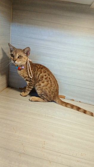 เบงกอล (Bengal House Cat) แมวเบงกอล เพศเมีย วัคซีนแล้วก่อนย้ายตรวจหัดแมวฟรีรับประกันเอดส์แมวกับรูคีเมียคะ