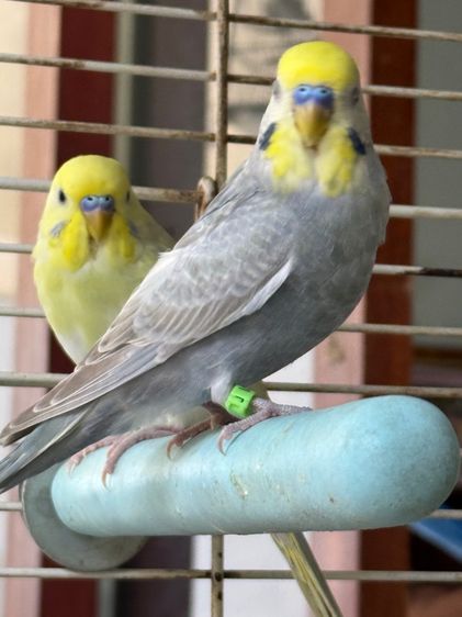 นกหงส์หยก