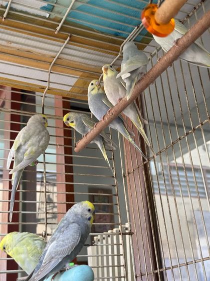 นกหงส์หยก รูปที่ 2