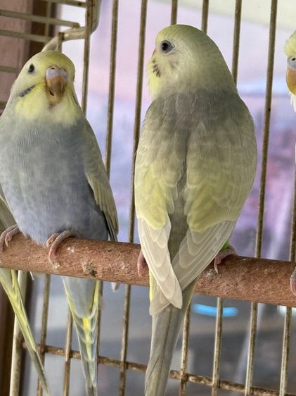 นกหงส์หยก รูปที่ 3