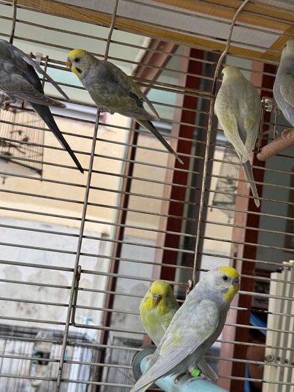 นกหงส์หยก รูปที่ 6