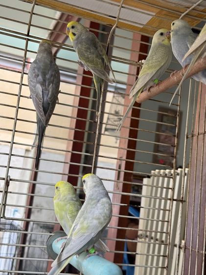 นกหงส์หยก รูปที่ 7