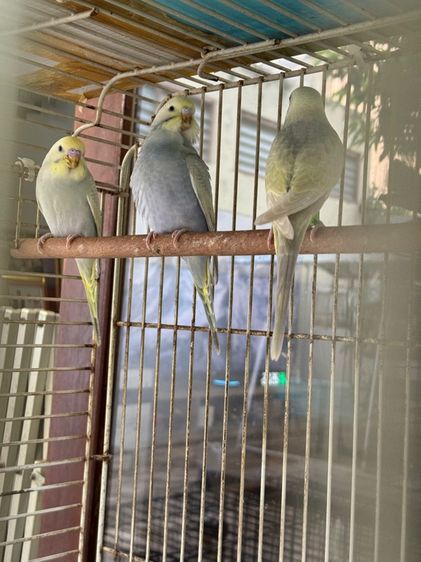 นกหงส์หยก รูปที่ 5