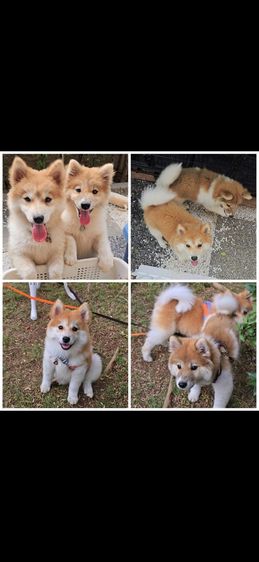 ชิบะ (Shiba Inu) เล็ก ขายลูกหมา พ่อชิบะแท้ แม่ซามอยแท้ น่ารักมาก (มีสองตัว)