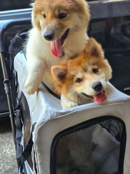 ขายลูกหมา พ่อชิบะแท้ แม่ซามอยแท้ น่ารักมาก (ราคาขายสองตัว) รูปที่ 7