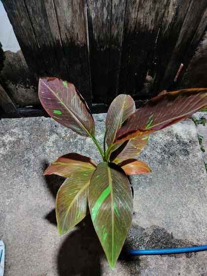 กล้วยด่าง แดงอินโด รูปที่ 3