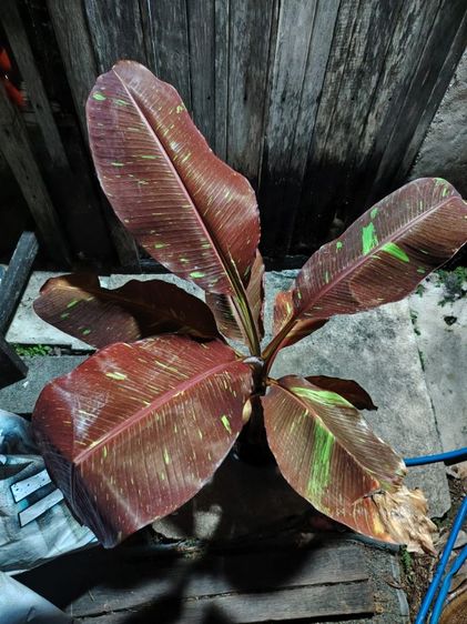 กล้วยด่าง แดงอินโด