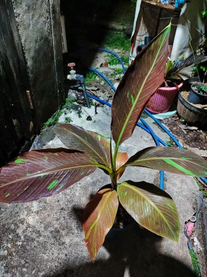 กล้วยด่าง แดงอินโด รูปที่ 4