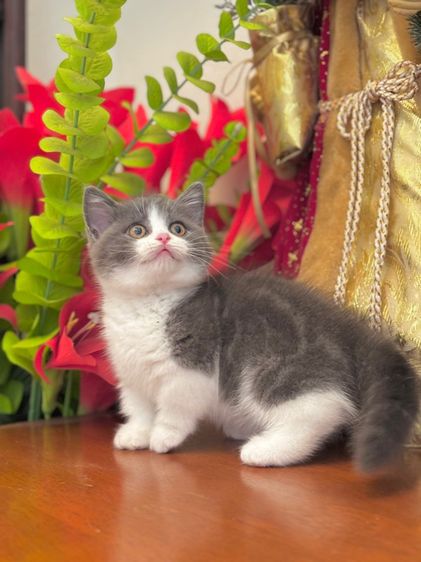 ลูกแมว Munchkin  รูปที่ 5