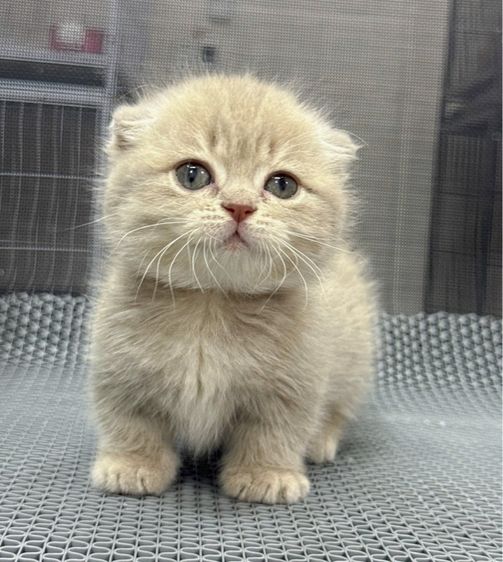 ลูกแมว Munchkin  รูปที่ 7