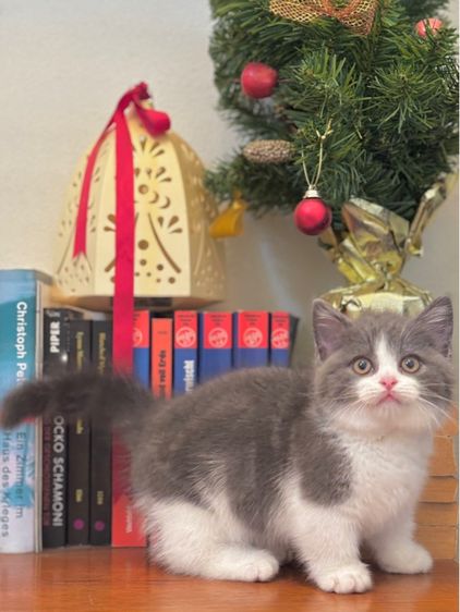 ลูกแมว Munchkin  รูปที่ 6