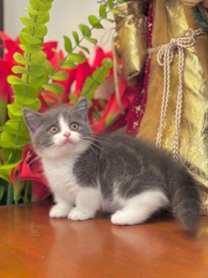 ลูกแมว Munchkin  รูปที่ 4