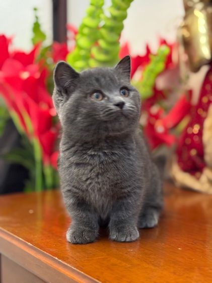 ลูกแมว Munchkin  รูปที่ 2