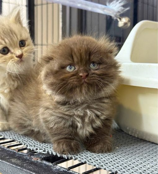 ลูกแมว Munchkin  รูปที่ 8