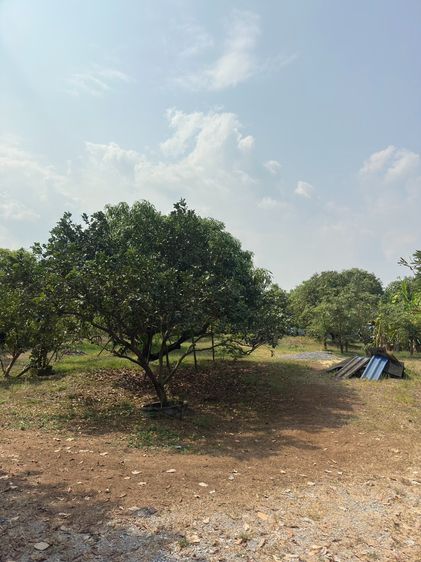 ขายที่ดิน 9 ไร่ 3 งาน อ.คลองหลวง จ.ปทุมธานี ทำเลทอง บรรยากาศดี ใกล้ถนนคลองหลวง รูปที่ 3