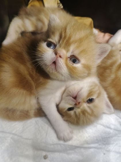 Exsotic sh  แทบบี้  รูปที่ 7