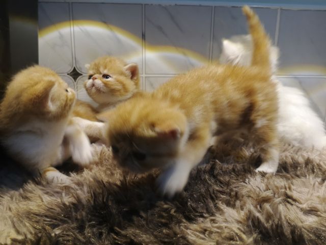 Exsotic sh  แทบบี้ 