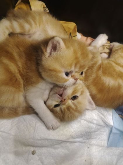 Exsotic sh  แทบบี้  รูปที่ 6