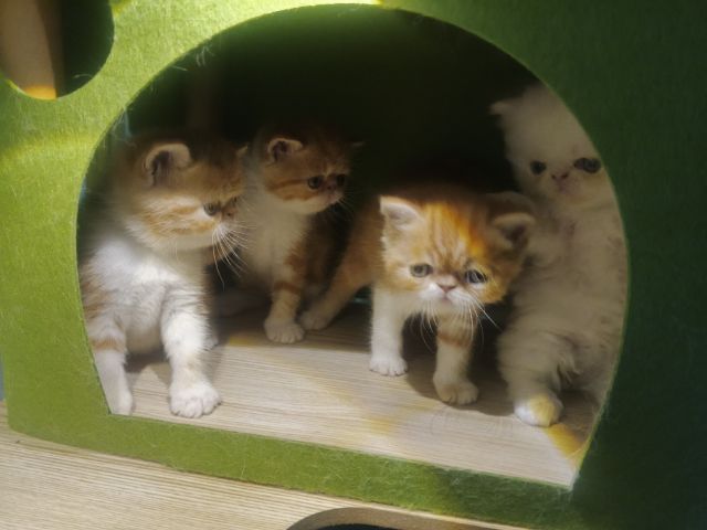 Exsotic sh  แทบบี้  รูปที่ 3