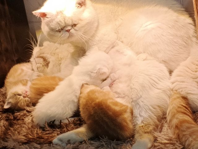 Exsotic sh  แทบบี้  รูปที่ 2