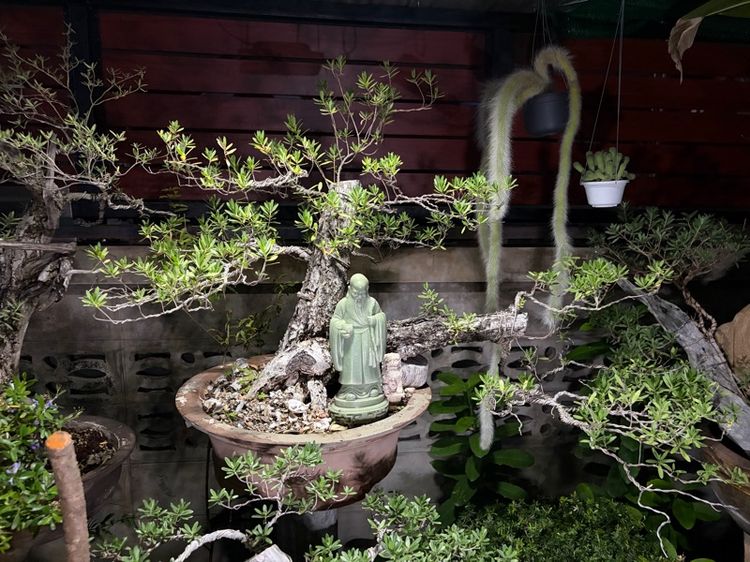 ต้นเทียนทะเล รูปที่ 2