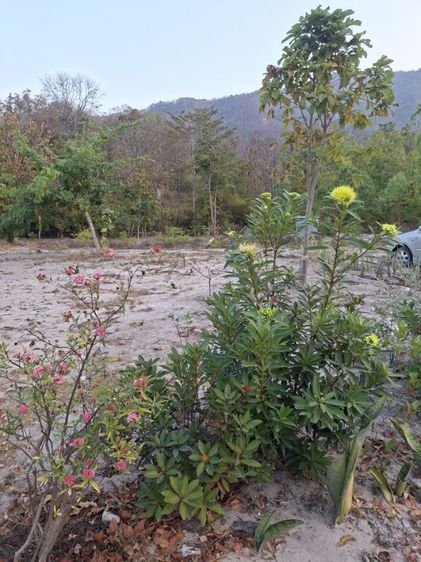 ไม่ใช่ ✨️🎉ขายสวนพร้อมสิ่งปลูกสร้างถูกสุดๆ🎉✨️ รูปที่ 4