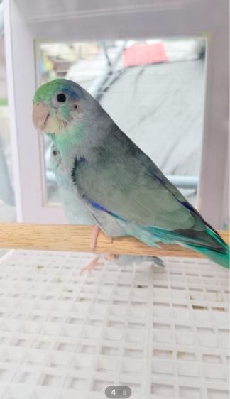 ฟอร์พัดติดพาย นกเคยไข่แล้ว1คอก(คู่นี้1,000) รูปที่ 5