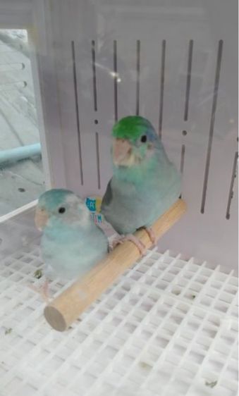 เลิฟเบิร์ด ฟอร์พัดติดพาย นกเคยไข่แล้ว1คอก(คู่นี้1,000)