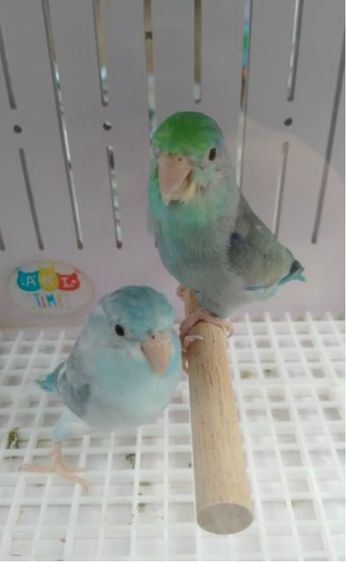 ฟอร์พัดติดพาย นกเคยไข่แล้ว1คอก(คู่นี้1,000) รูปที่ 3