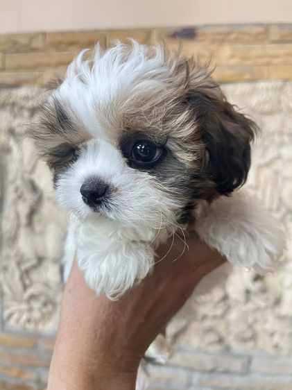 ชิสุทอย รูปที่ 4