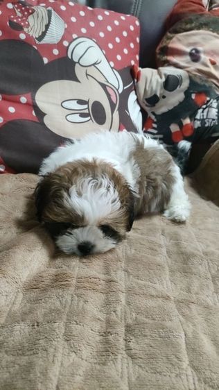 ชิสุทอย รูปที่ 8