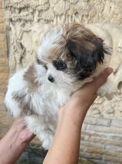 ชิสุทอย รูปที่ 3