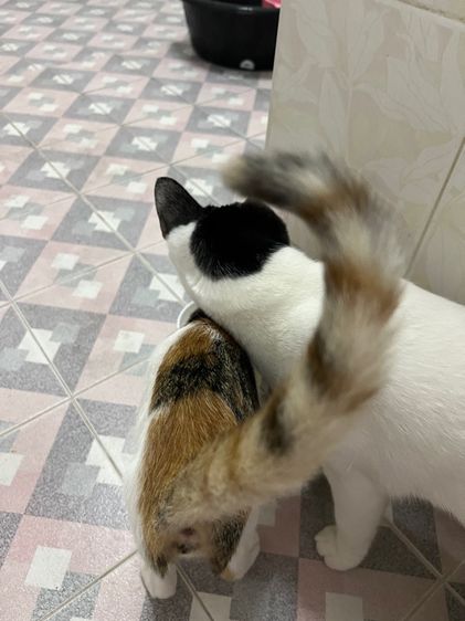 ลูกแมว รูปที่ 5