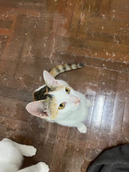 ลูกแมว รูปที่ 2