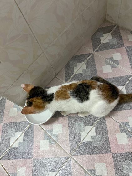 ลูกแมว รูปที่ 4