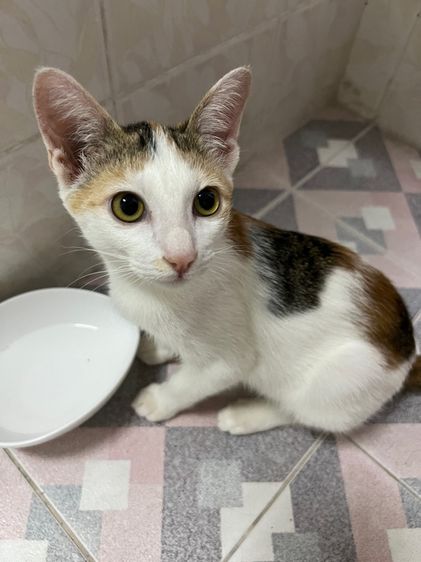 ลูกแมว รูปที่ 6