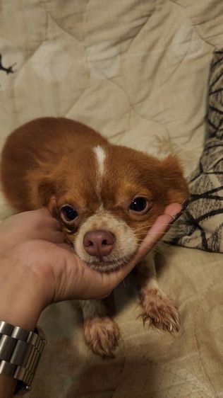 ชิวาวา (Chihuahua) เล็ก ชิวาว่า